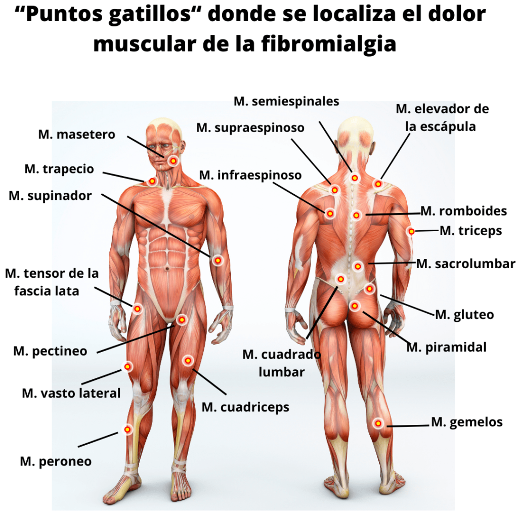 Guía de la salud. ¿De dónde viene el dolor muscular? - Centro Quiropráctico y de Quiromasaje Barcelona. | Masaje & Bienestar