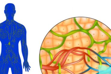 ¿Cómo el sistema linfatico afecta a los órganos?